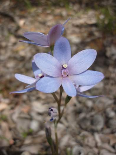 Thelymitra - Blue lady orchid P1150548.JPG